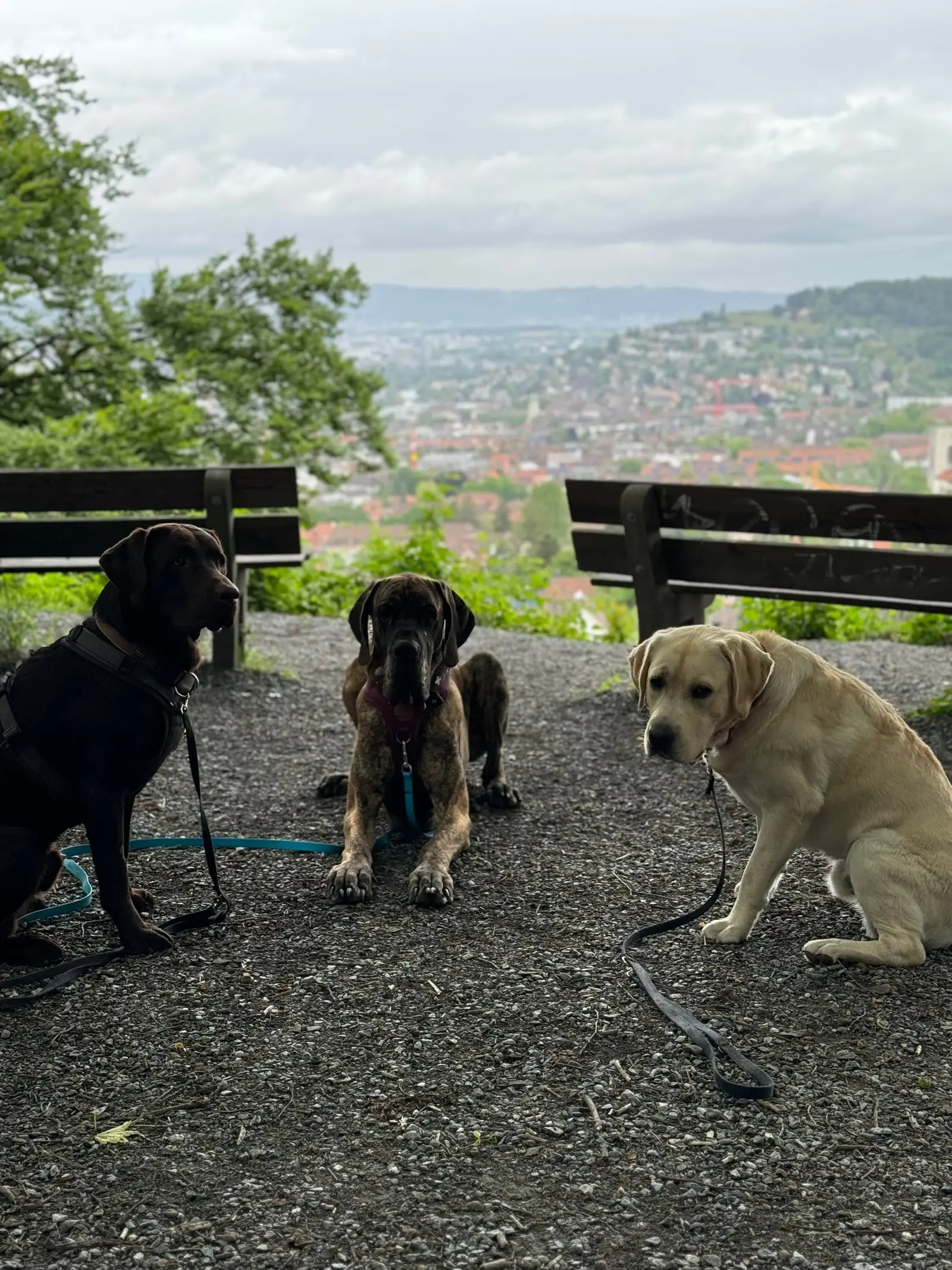 Drei Hunde sitzen vor zwei Bänken an einem Aussichtspunkt über der Stadt.