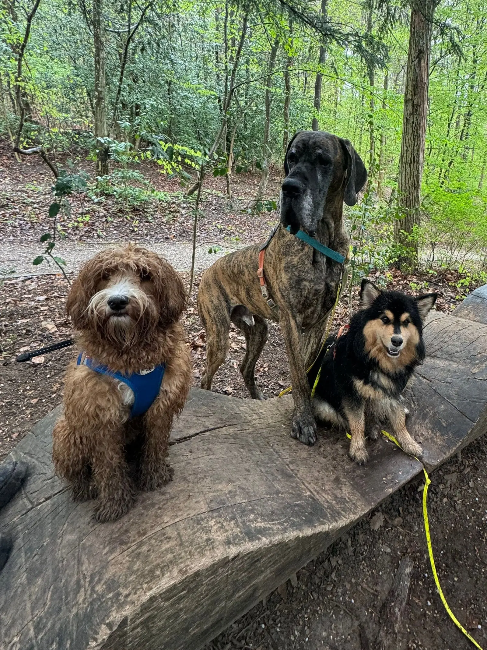 Drei Hunde auf einer Bank aus einem Baumstamm im Wald.