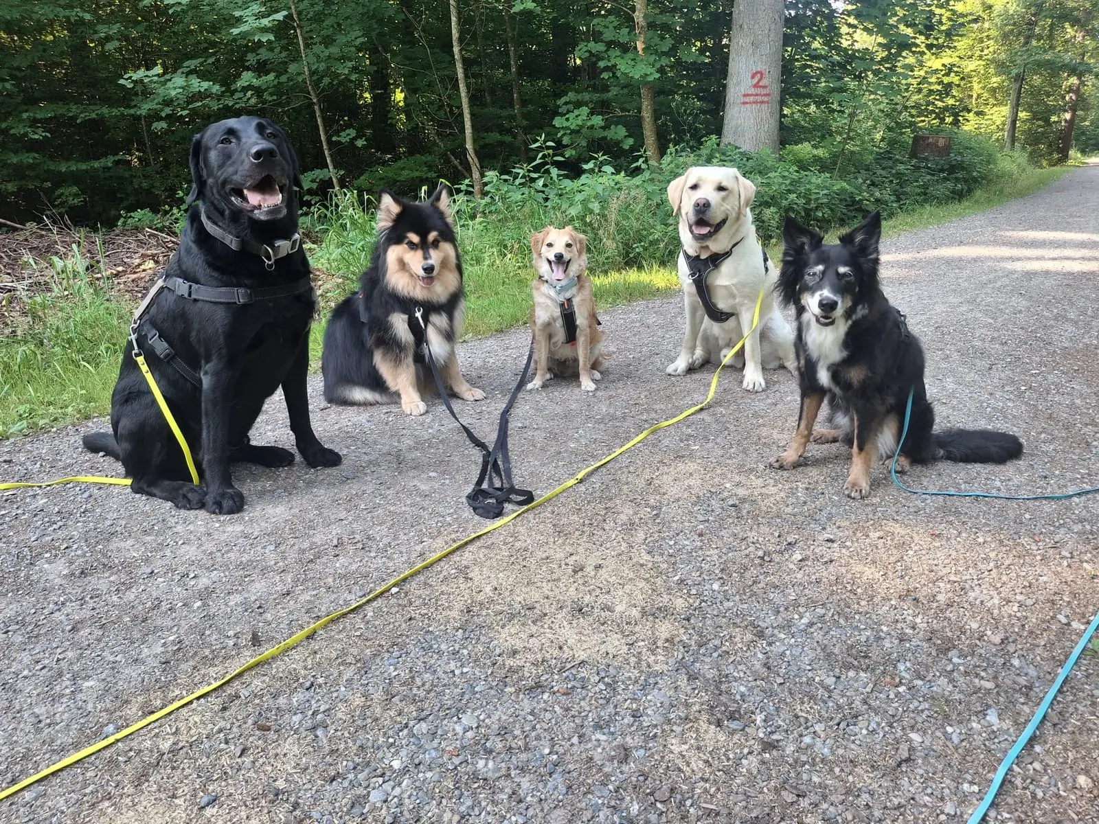 Fünf Hunde sitzen nebeneinander am Rand eines Waldwegs und schauen in die Kamera.