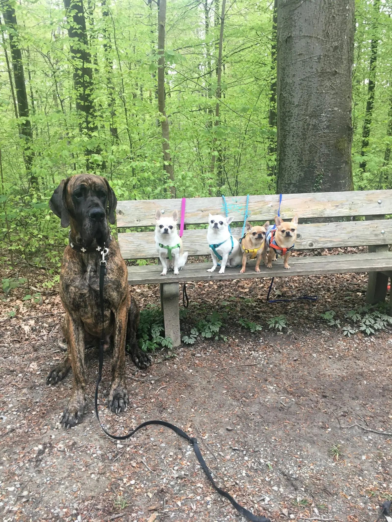 Ein grosser Hund sitzt vor einer Waldbank, auf der vier kleine Hunde sitzen.