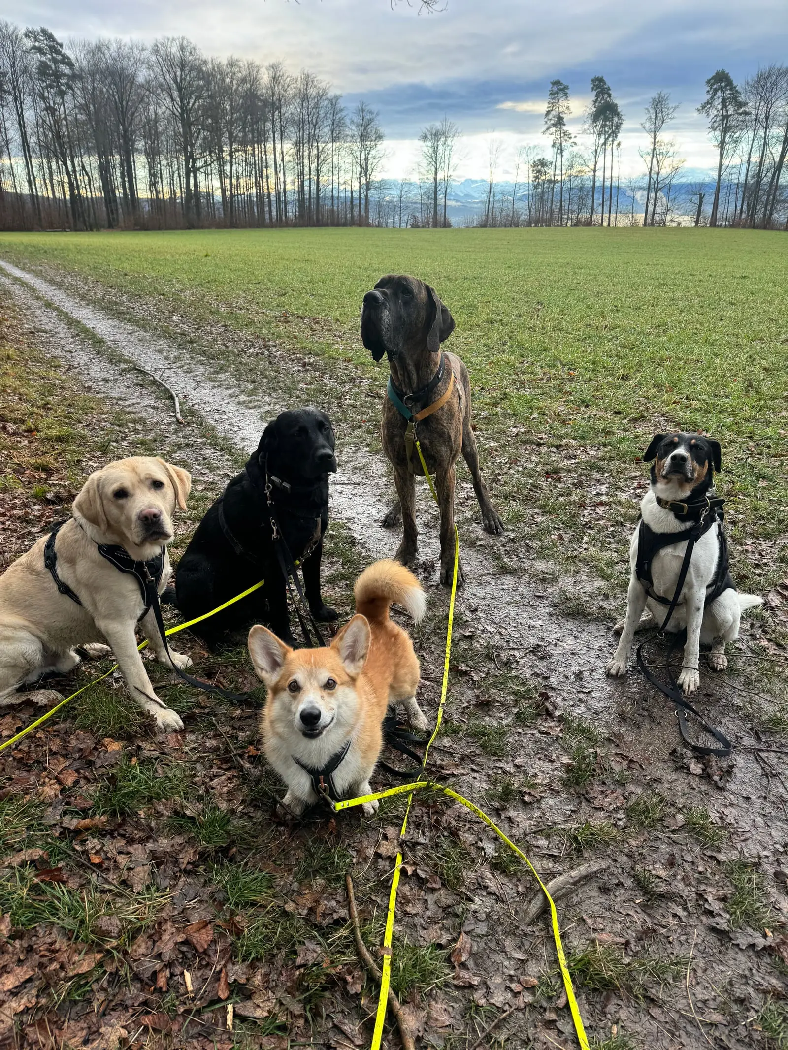 Five dogs sit and stand on a farm track with a row of trees behind them.