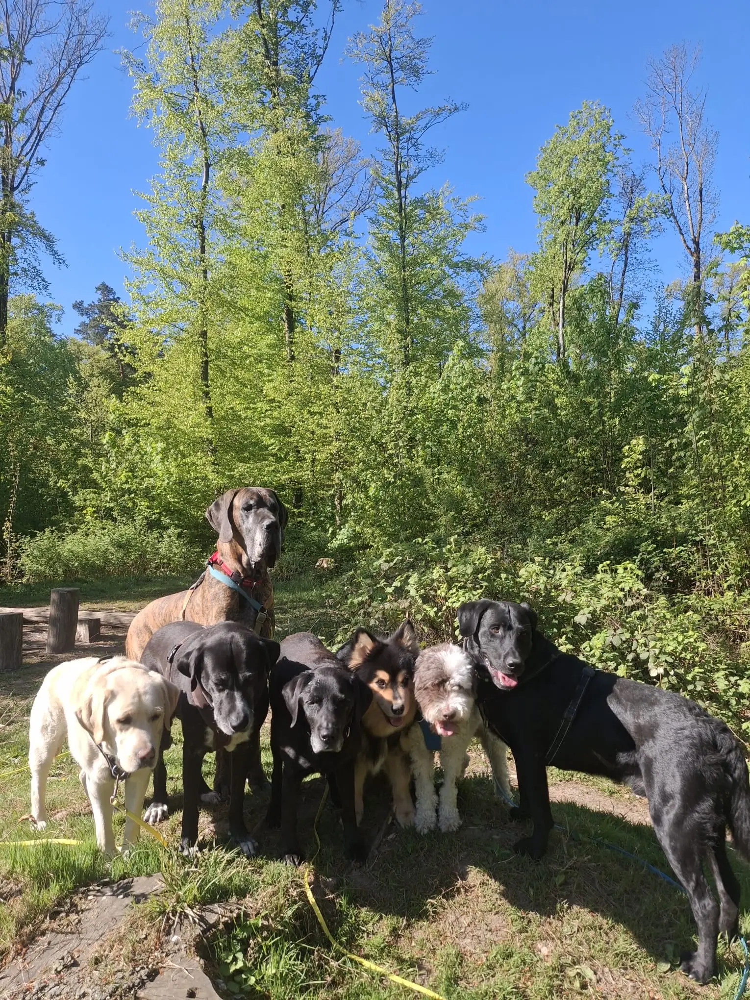 Sieben Hunde stehen dicht beieinander auf einer sonnigen Lichtung.