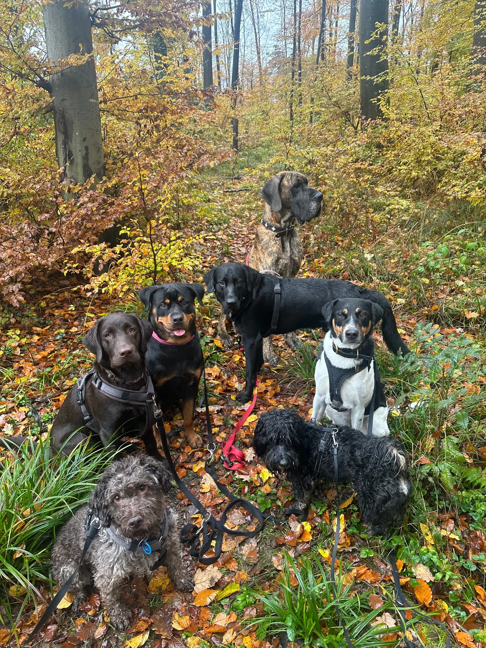 Sechs Hunde zwischen bunten Blättern im Herbstwald.