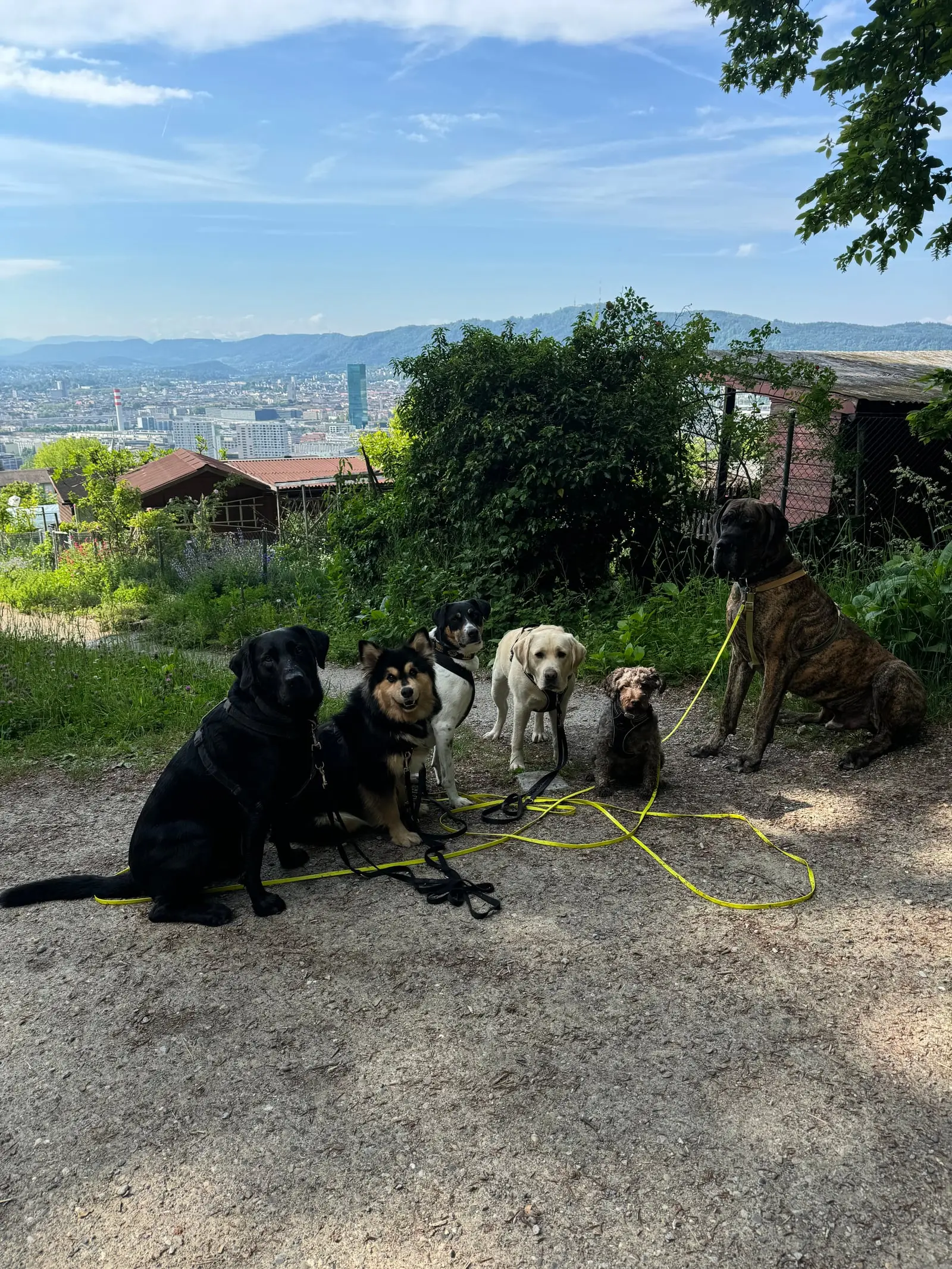 Six dogs sit on a gravel square with a view over Zurich behind them.