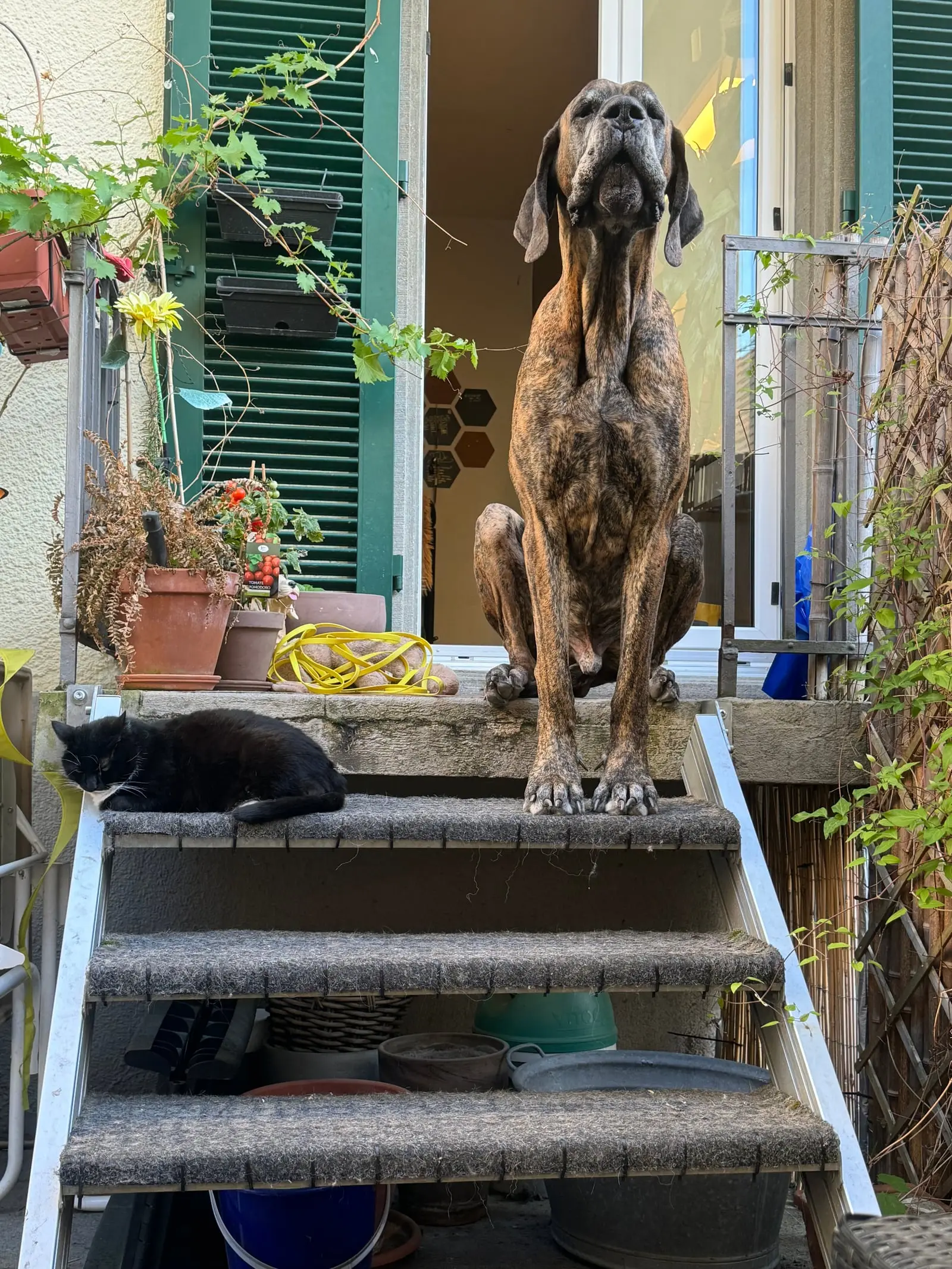 A big dog sits on the steps in front of the house, a cat lies on the step below.