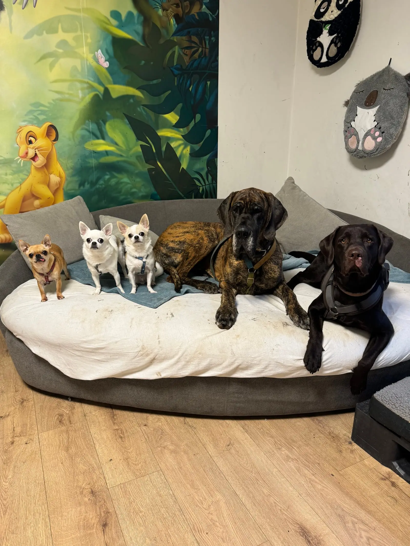 Big and small dogs lie together on a large round dog bed.