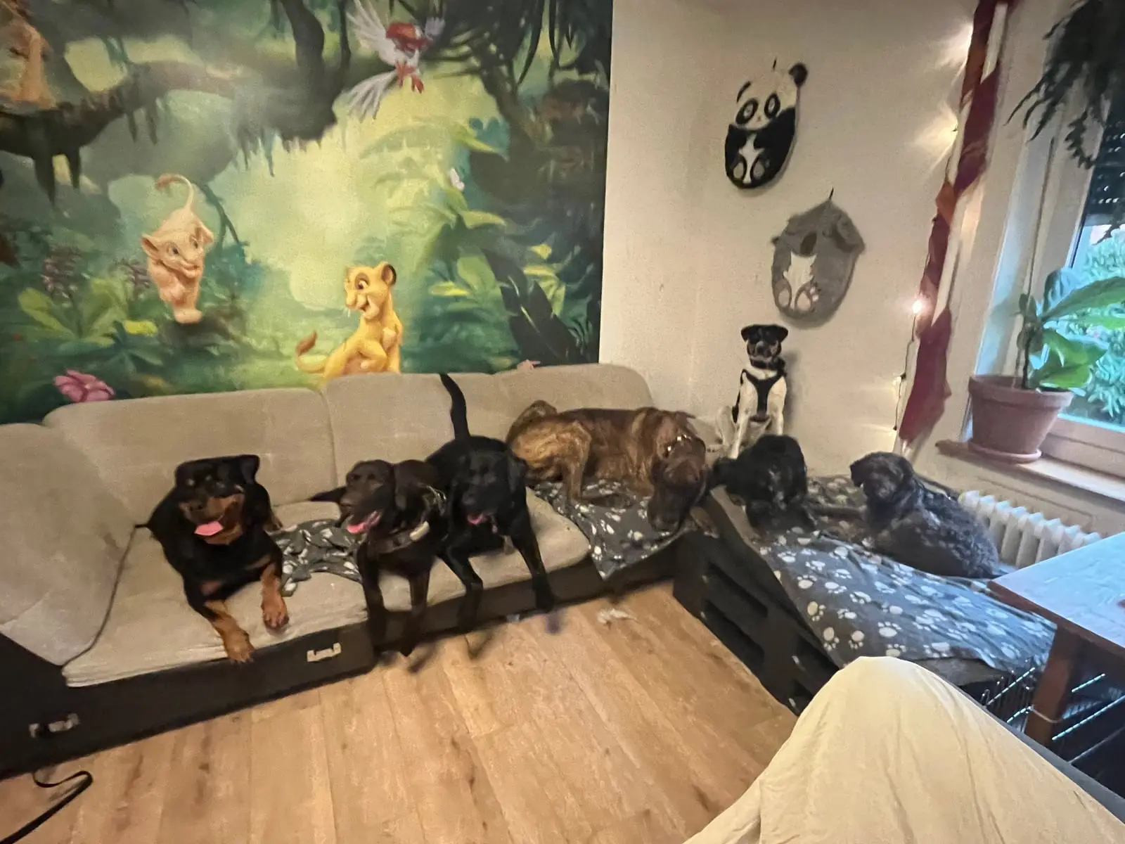 Several dogs rest on the big sofa and the beds in the dog room.