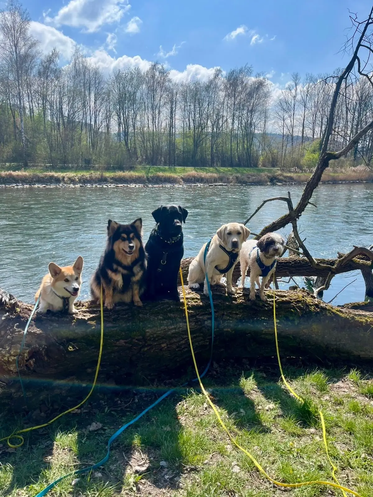 Fünf Hunde sitzen auf einem Baumstamm am Seeufer.