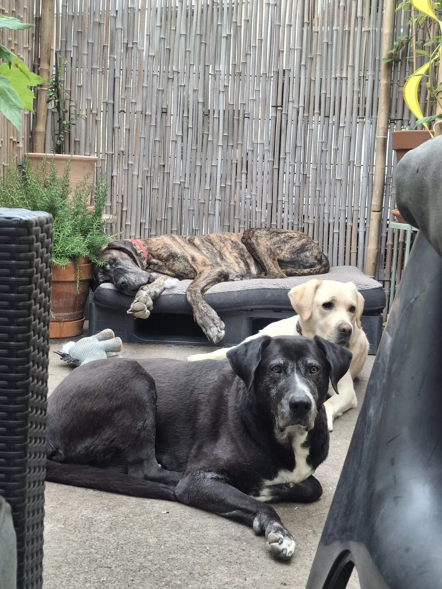 Three dogs doze on the terrace, one on the lounge sofa and two on the ground in front.
