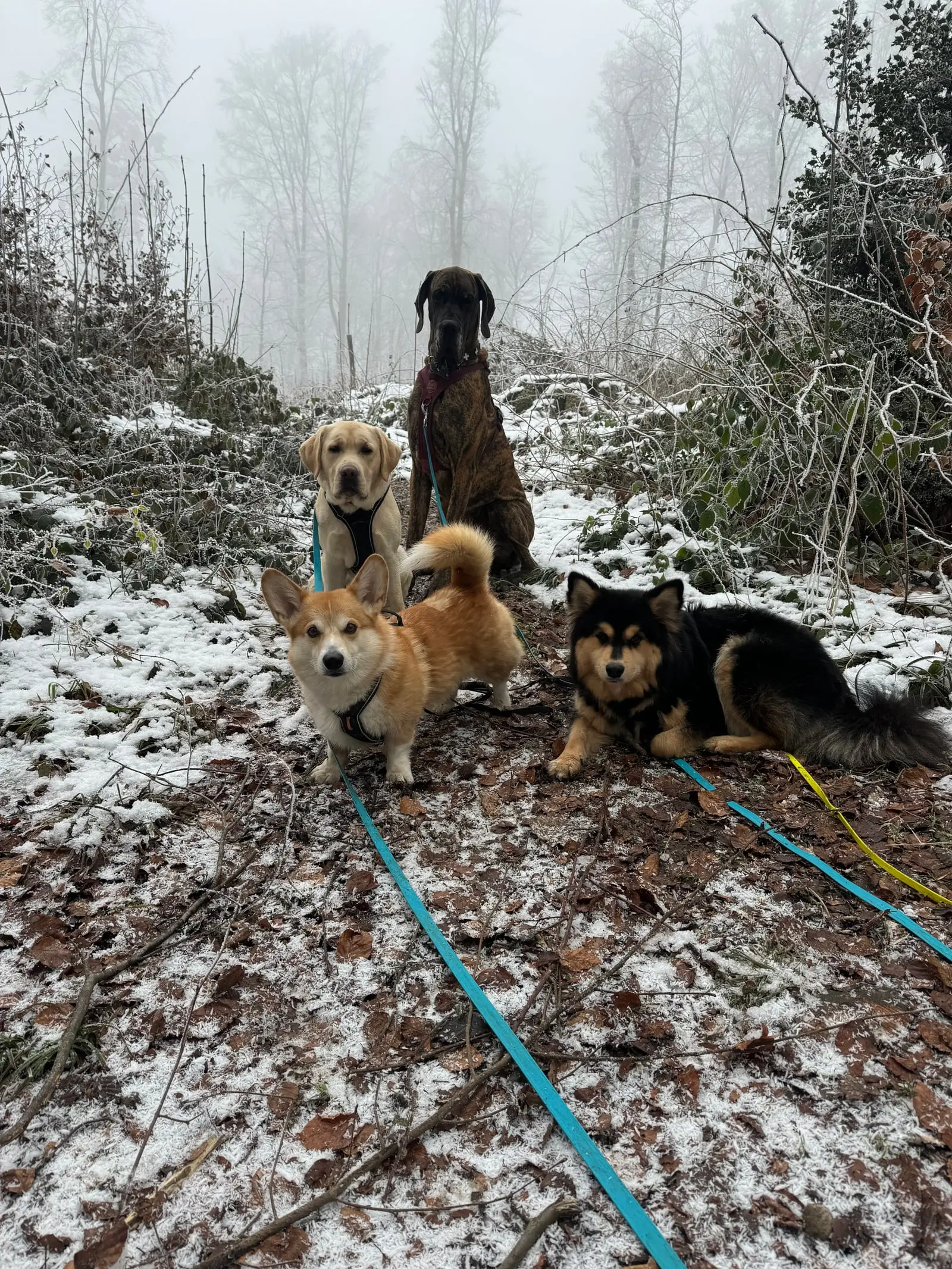 Vier Hunde auf einem Waldweg mit dem ersten Schnee.