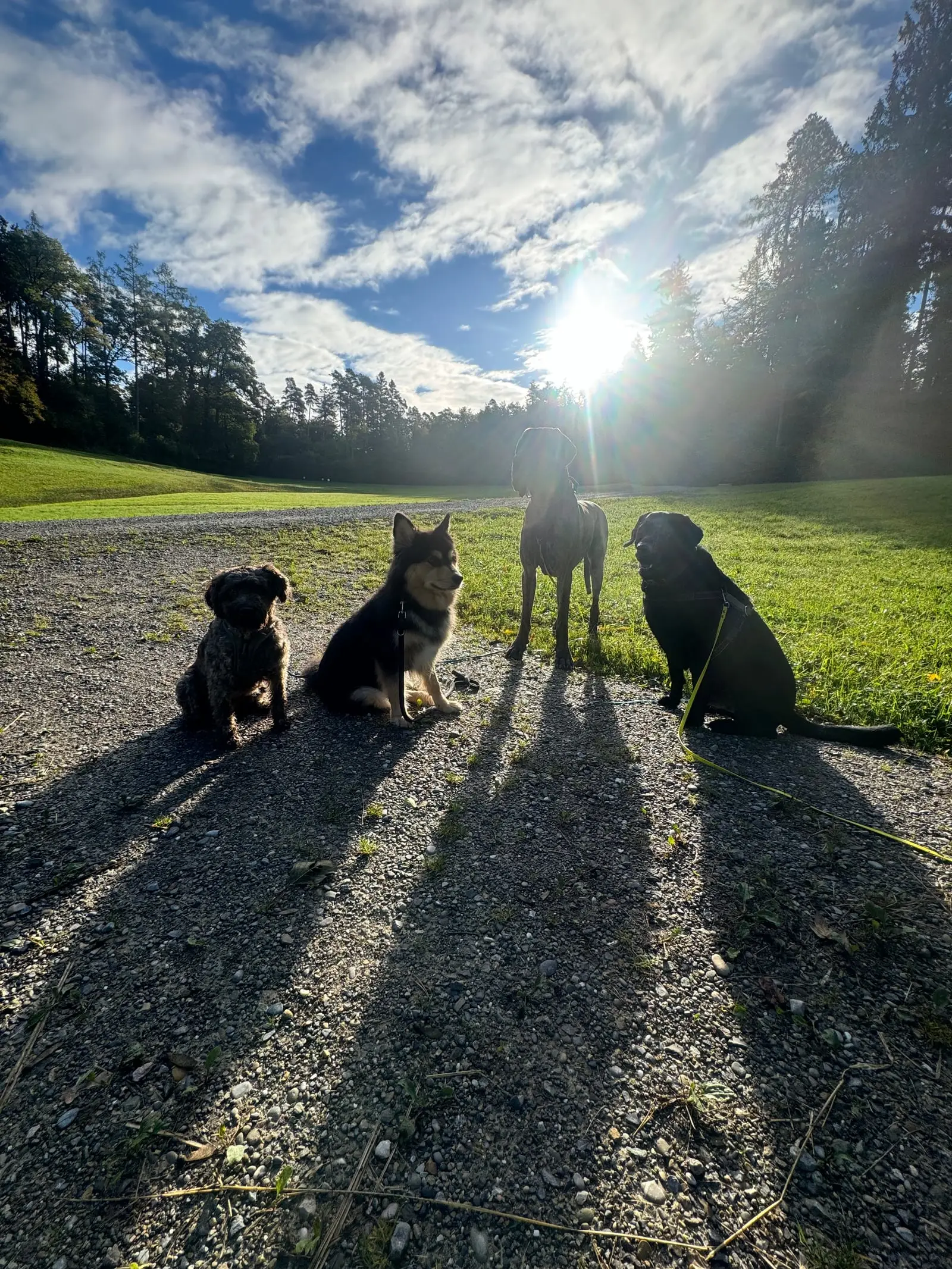 Vier Hunde sitzen im Gegenlicht auf einem Weg, ihre langen Schatten fallen nach vorn.