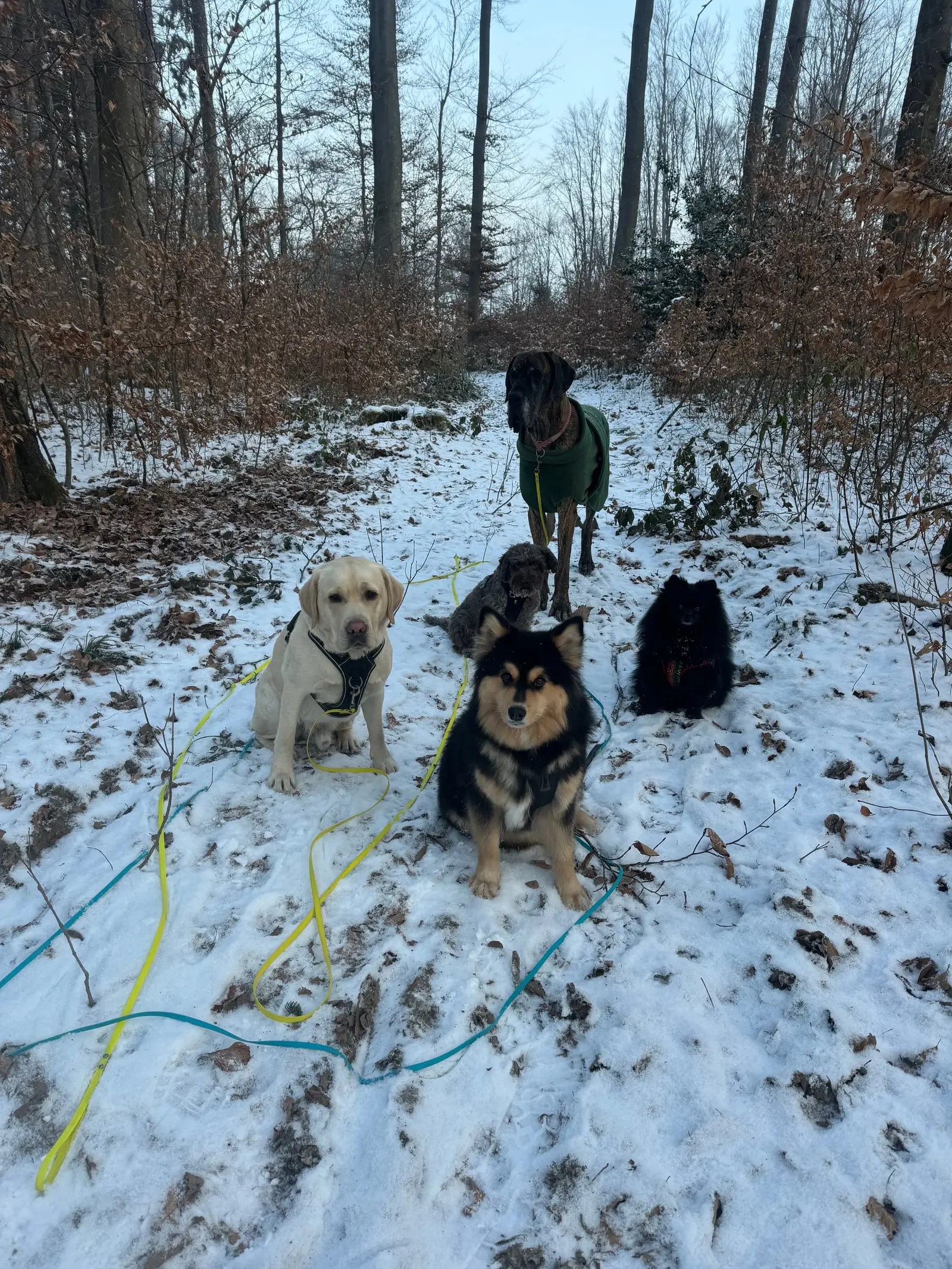 Vier Hunde auf einem verschneiten Waldweg.