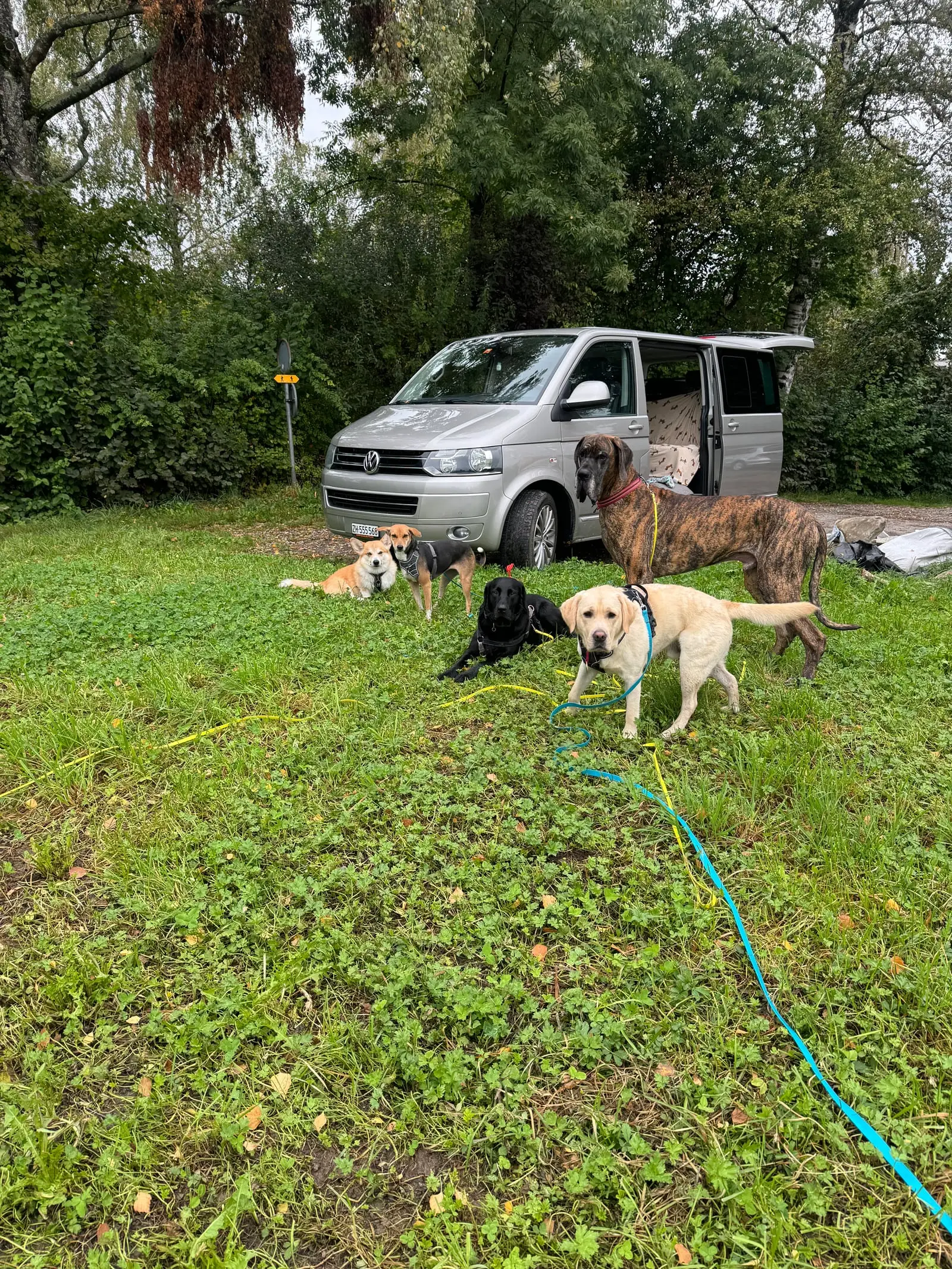Several dogs in a meadow in front of a silver van.