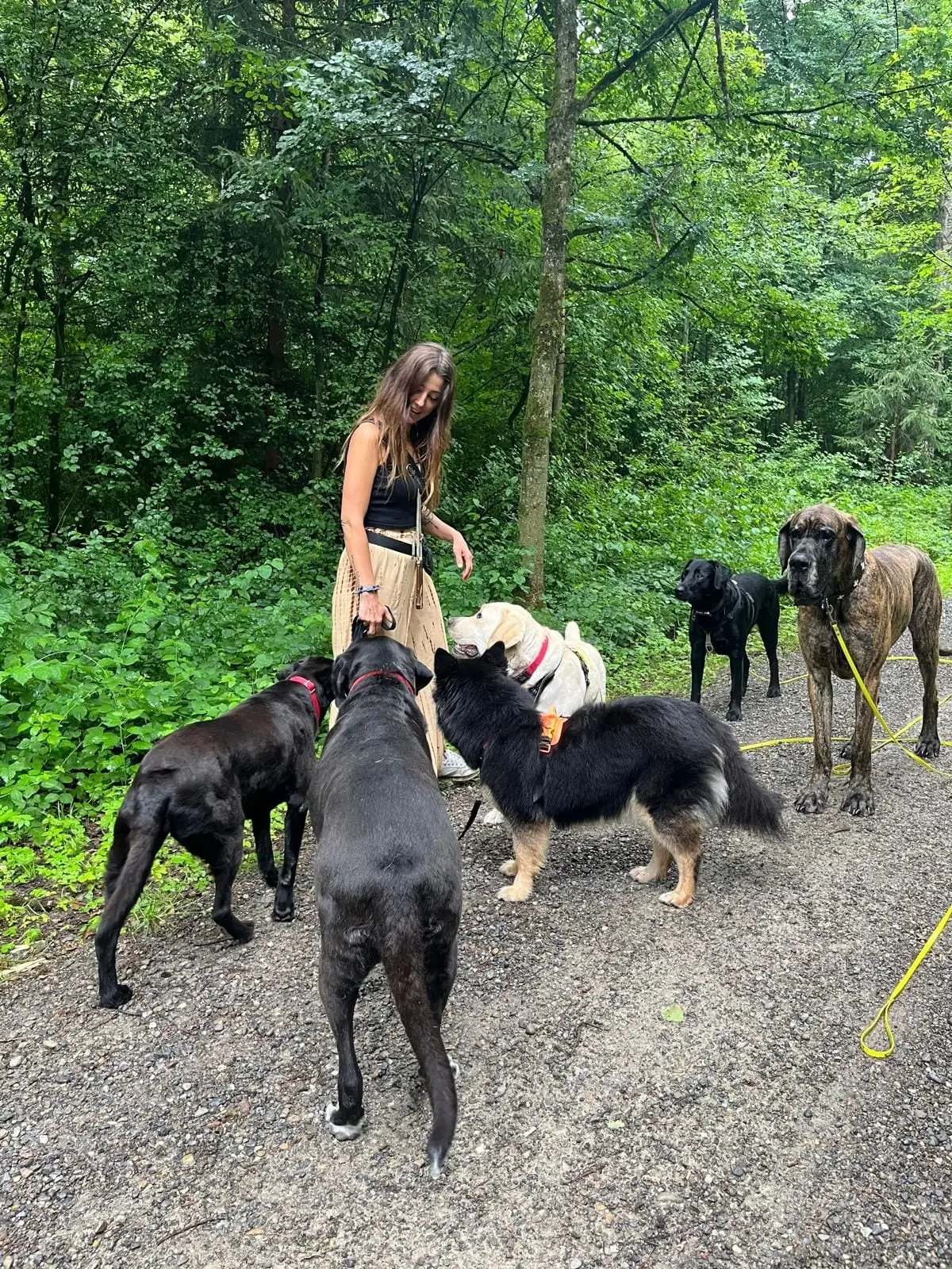 Jessica steht auf einem Waldweg, um sie herum sechs Hunde.