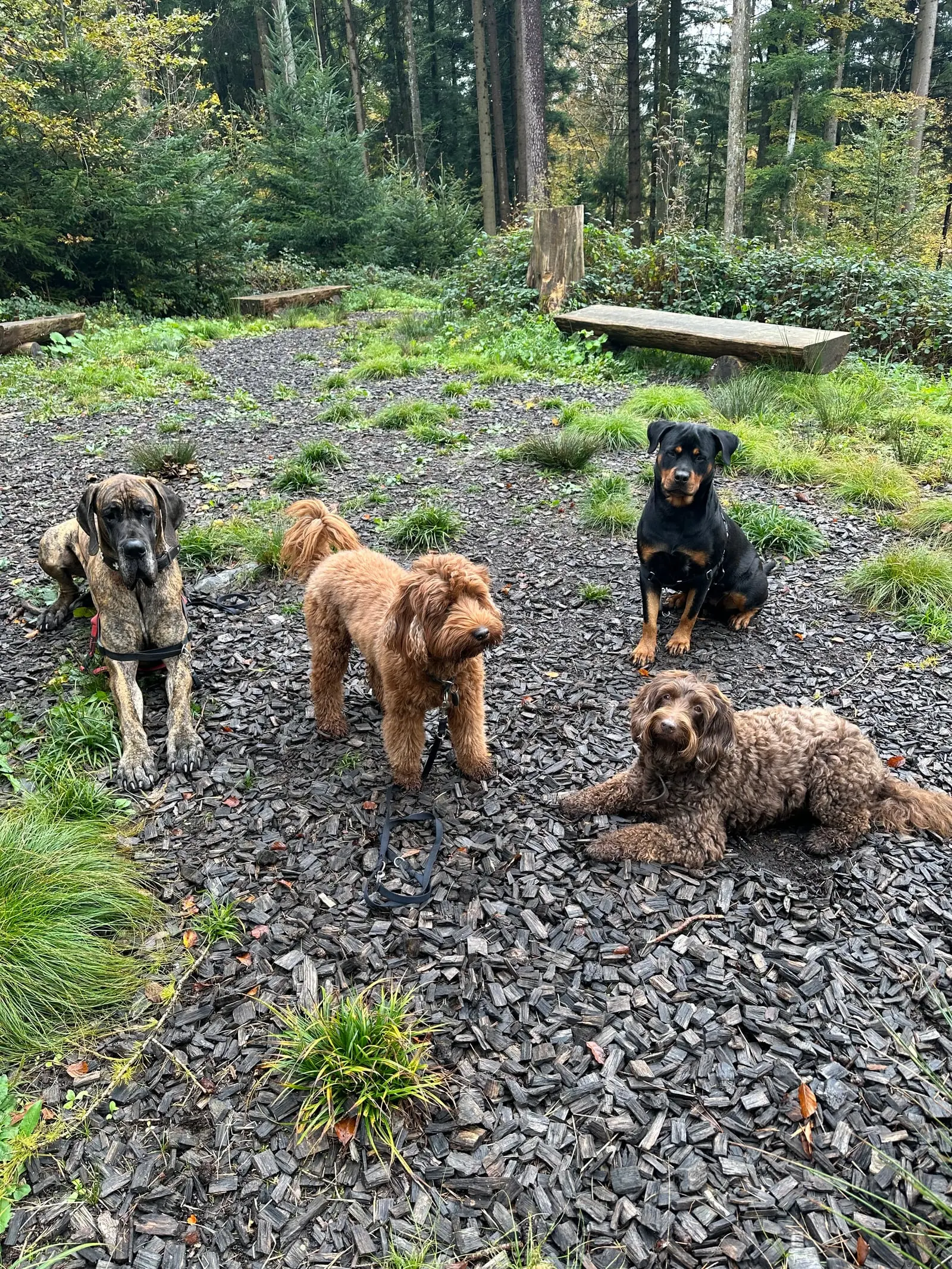 Vier Hunde sitzen und liegen auf einem Kiesplatz im Wald.