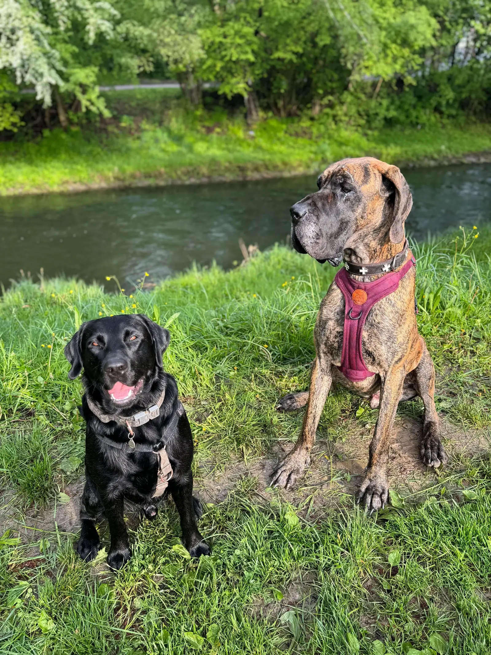 Zwei Hunde sitzen im Gras am Flussufer.