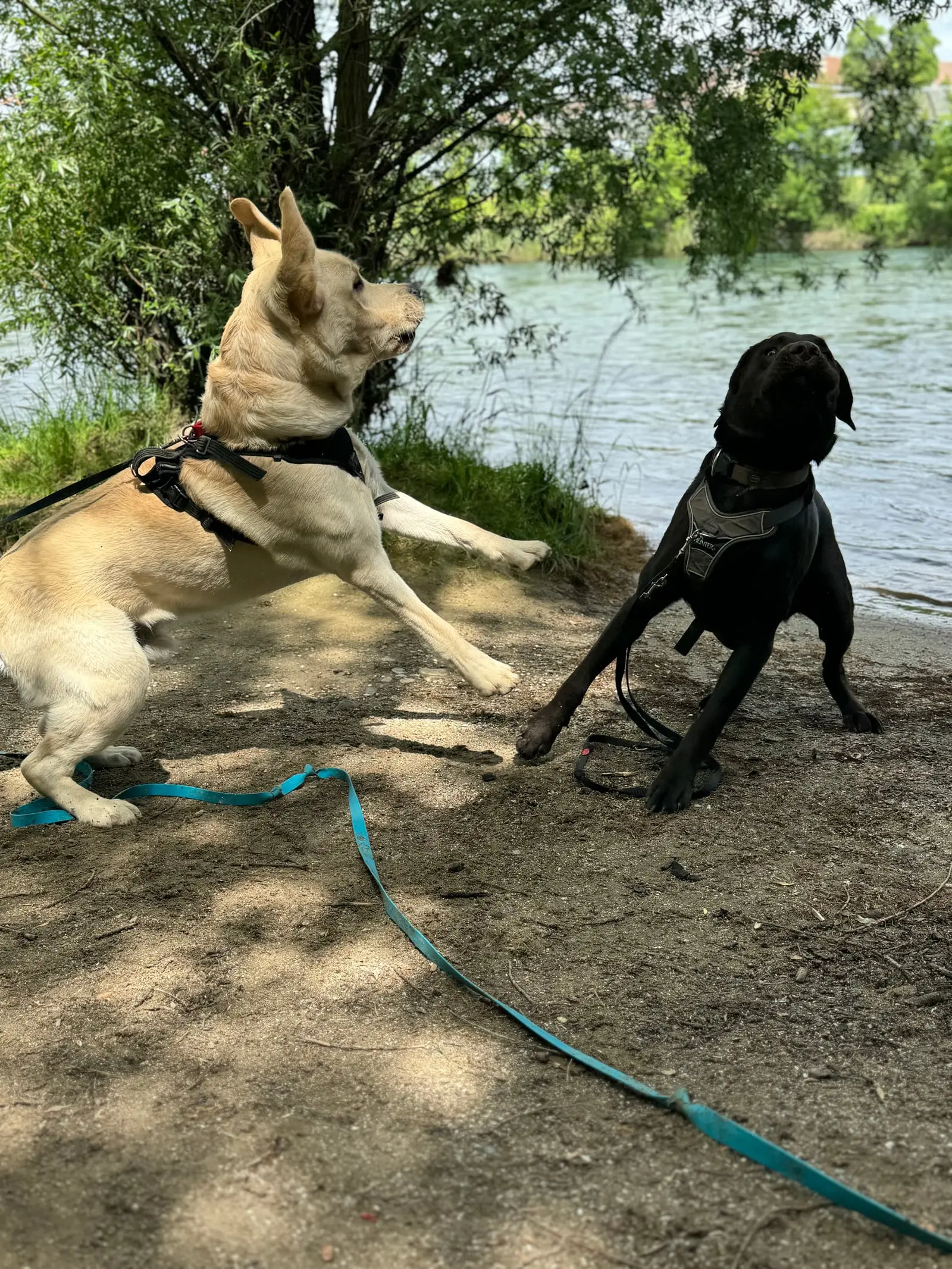 Zwei Hunde spielen am Sandstrand eines Sees.