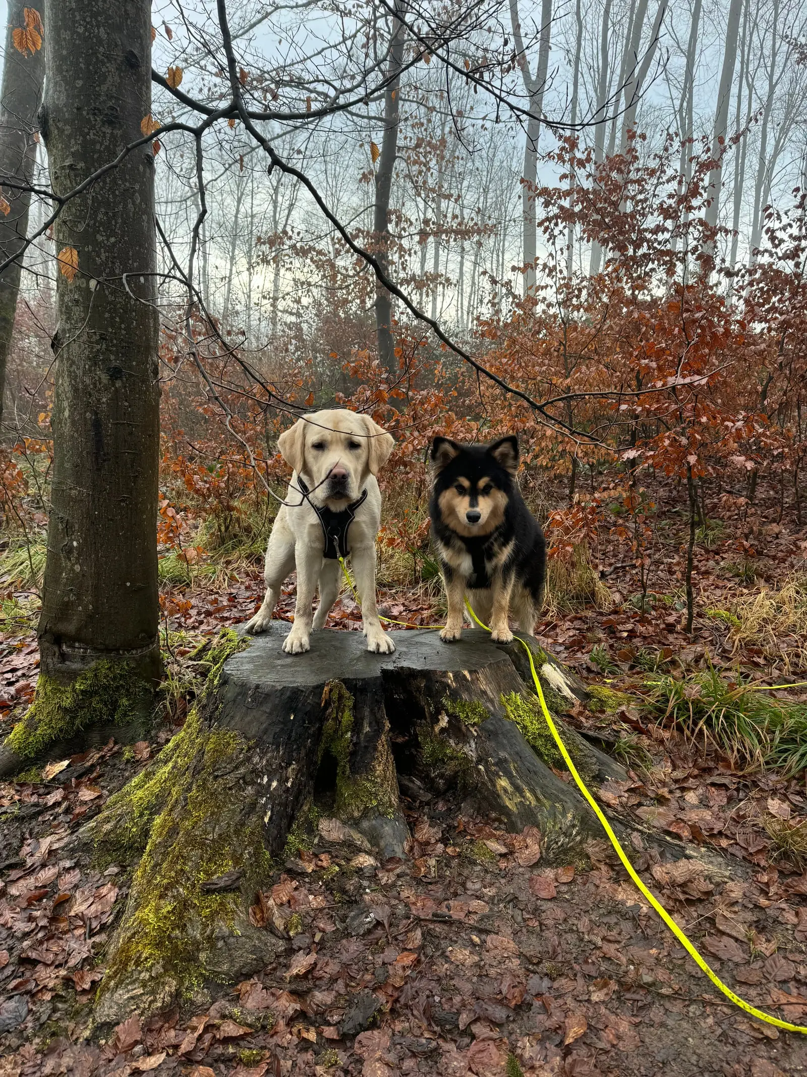Zwei Hunde stehen zusammen auf einem Baumstrunk im Herbstwald.