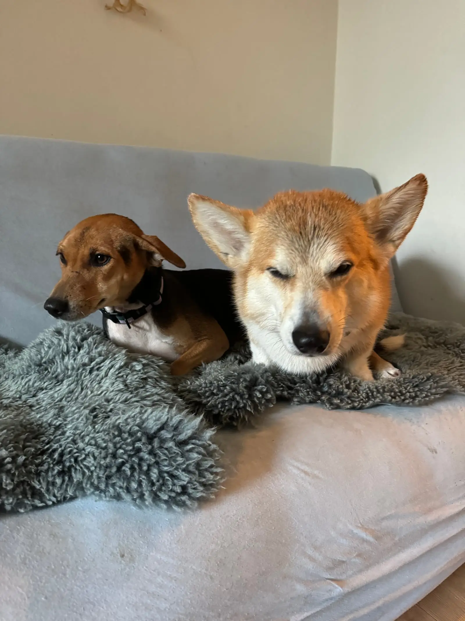 Two dogs lie close together on a grey fur blanket.