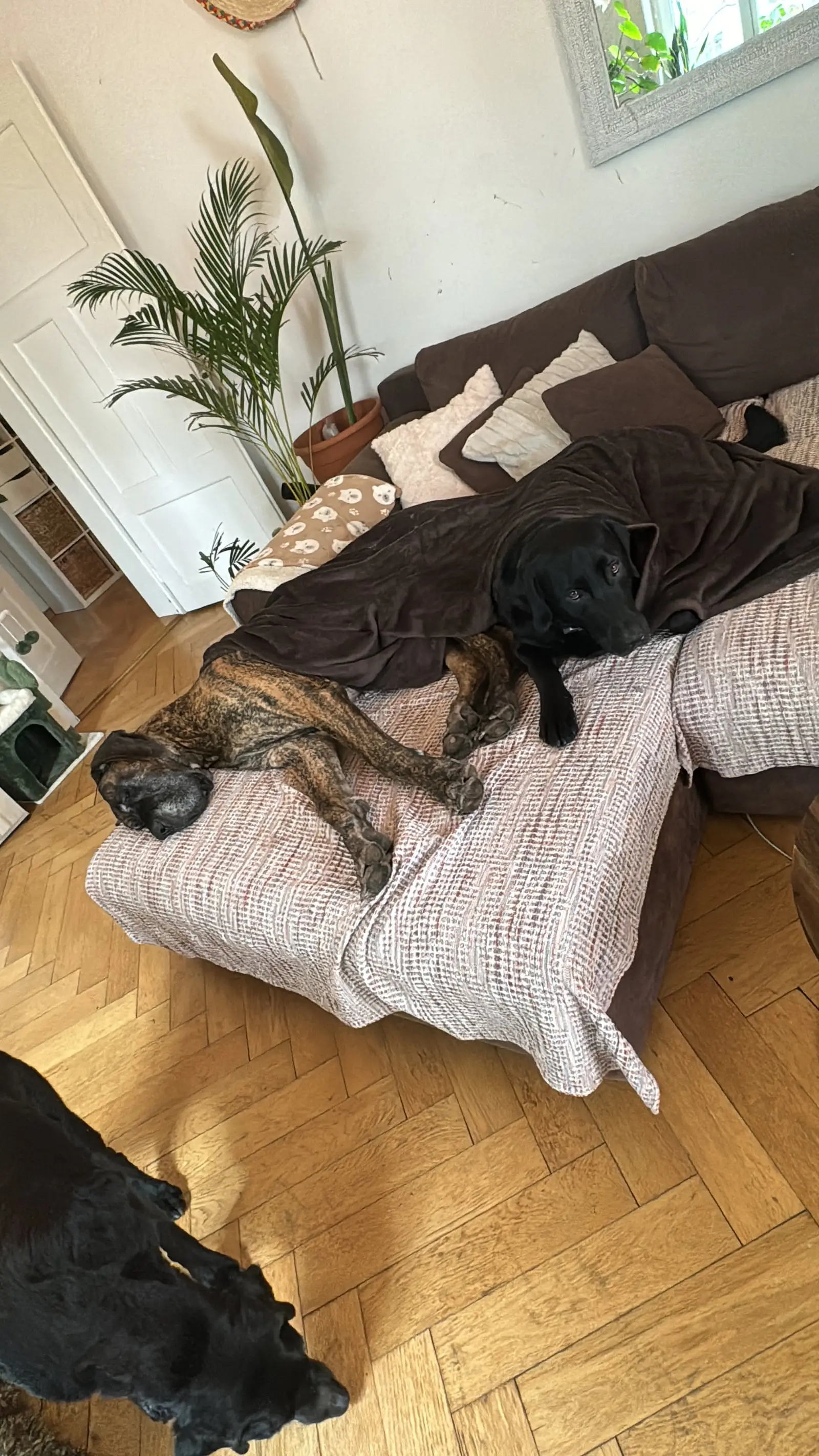 Two dogs rest on cushions and blankets in the living room.