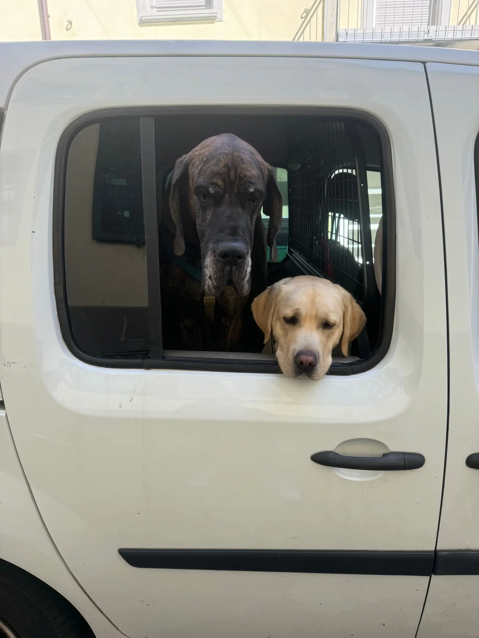 Two dogs look out of the open window of a white car.