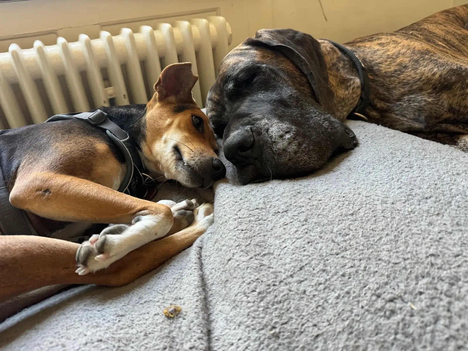 Zwei Hunde schlafen Kopf an Kopf auf einer Decke neben der Heizung.