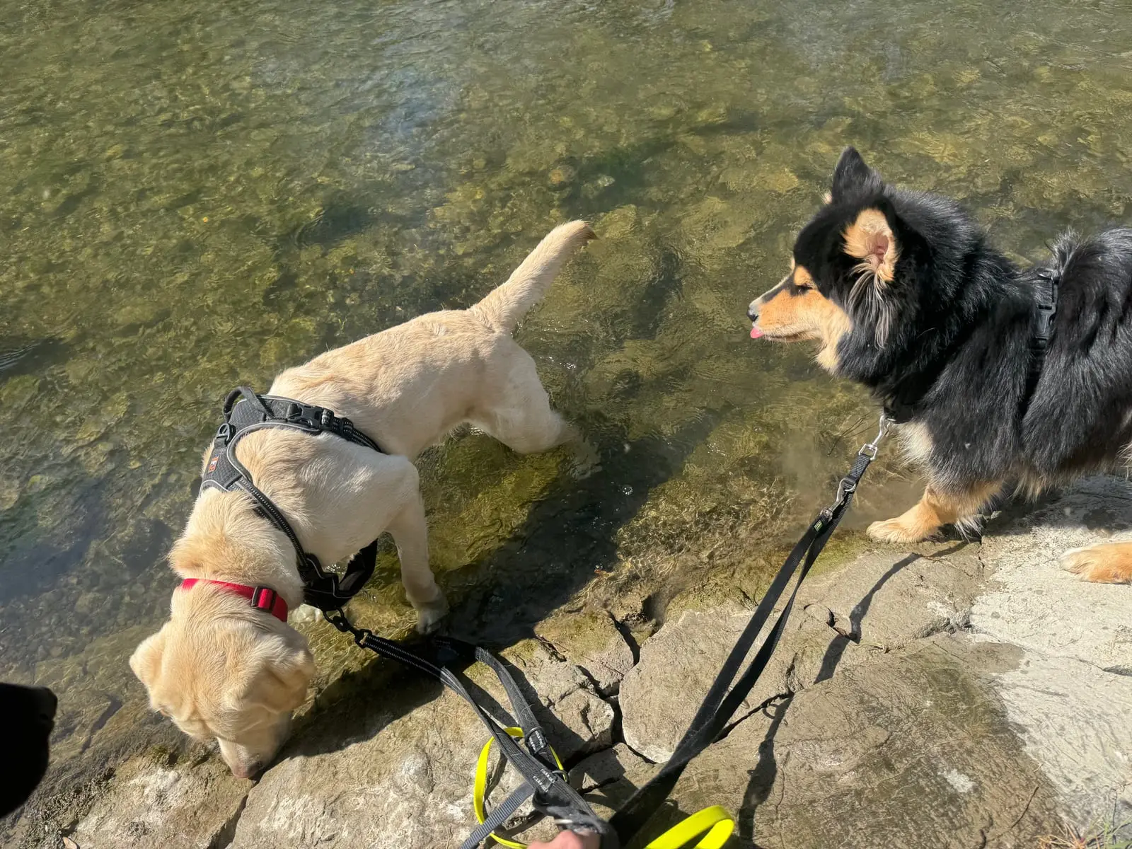 Two dogs stand in the shallow water of a stream and look at each other.